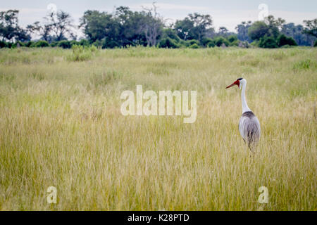 Klunkerkranich stehen im Gras im Okavango Delta, Botswana. Stockfoto