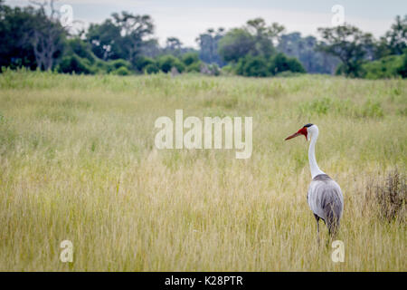 Klunkerkranich stehen im Gras im Okavango Delta, Botswana. Stockfoto
