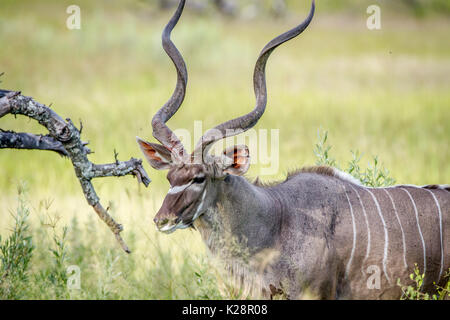 Kudu Stier in zwischen den hohen Gräsern im Okavango Delta, Botswana. Stockfoto