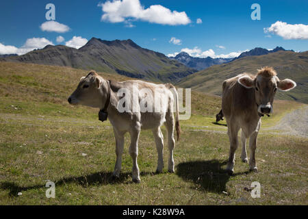 Zwei Kühe auf Bergwiese an einem sonnigen Tag Stockfoto