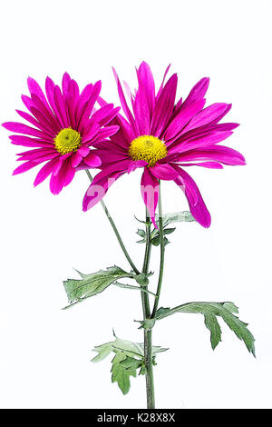 Frische Chrysantheme auf weißem Hintergrund Stockfoto