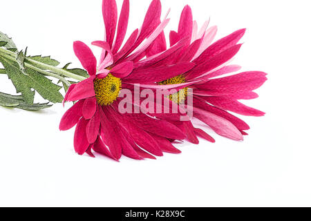 Frische Chrysantheme auf weißem Hintergrund Stockfoto