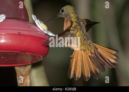 Kastanien-breasted Coronet (Boissonneaua matthewsii) am Schrägförderer Machu Picchu Peru Stockfoto