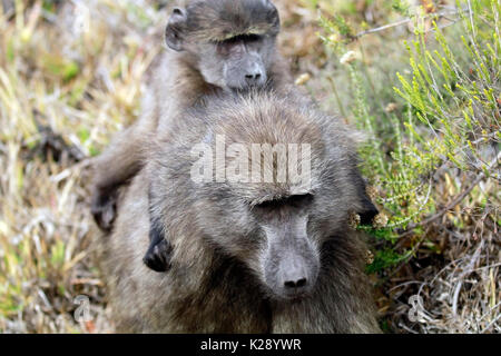 Eine Mutter Chacma baboon (Papio ursinus) ihre Jungen, Kap von Goodhope Nature Reserve, Südafrika. Stockfoto