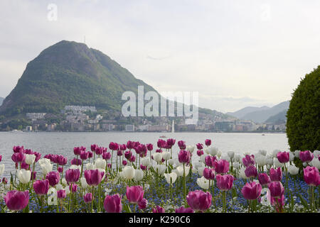 Blick vom Luganer See aus dem Garten in der Küste mit schönen Blumen Stockfoto