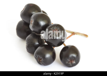 Aronia Beeren (schwarze Apfelbeere) auf weißem Hintergrund Stockfoto