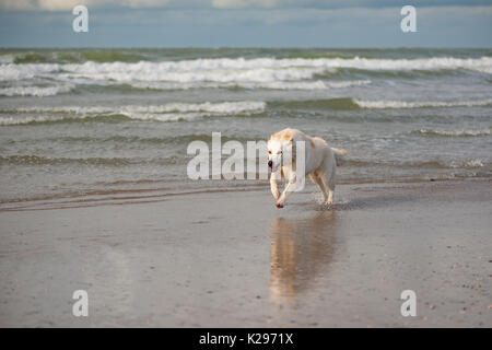 Weisser Schweizer Schäferhund laufen am Strand Stockfoto