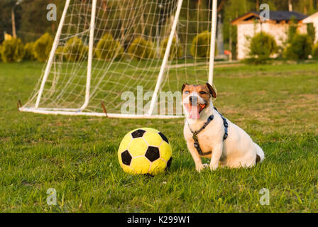 Glücklicher Hund nach Fußballspiel sitzen auf pitch Rasen Stockfoto