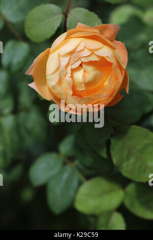 Nahaufnahme des Rosenbusches Lady of Shalott, der in einem englischen Garten blüht, England, Großbritannien Stockfoto