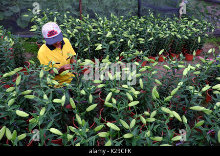 Binh Thuan, Viet Nam, asiatische Bauern auf Lily Garden am Abend arbeiten, Menschen sitzen und Pflege Blütenknospe für Frühjahr Erntegut auf Landwirtschaft Feld, Vietnam Stockfoto