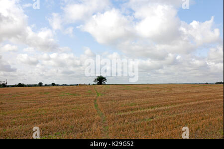 Ein Land Landschaft mit Fußweg über ein Feld von Stoppeln in North Norfolk an felmingham, Norfolk, England, Vereinigtes Königreich. Stockfoto