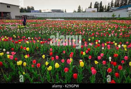 Tohoku, Japan - 15. Mai 2017. Tulip Blumen auf dem Feld am sonnigen Tag im Tohoku, Japan. Tohoku ist hügelig oder bergig, mit den ou-Berge laufen Stockfoto