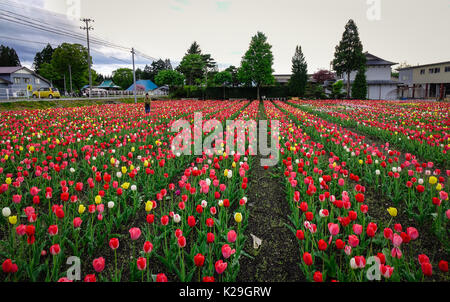 Tohoku, Japan - 15. Mai 2017. Tulip Blumen auf dem Feld am sonnigen Tag im Tohoku, Japan. Tohoku ist hügelig oder bergig, mit den ou-Berge laufen Stockfoto