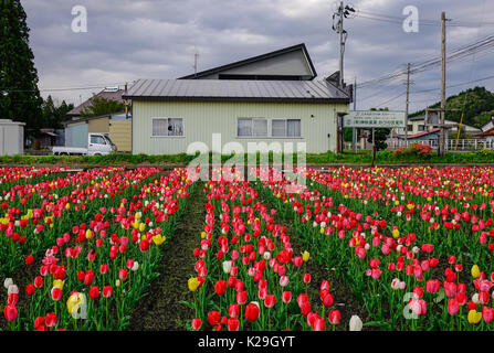 Tohoku, Japan - 15. Mai 2017. Tulpe Blume Feld mit Plantage an sonniger Tag im Tohoku, Japan. Tohoku ist hügelig oder bergig, mit den ou-Berge Stockfoto