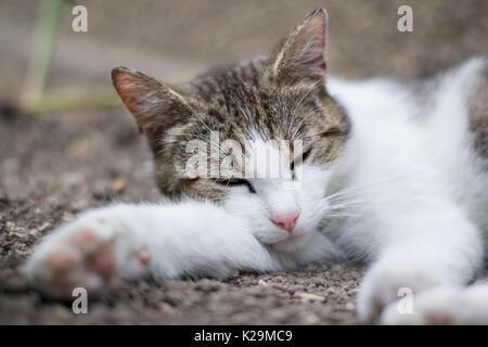 Portrait von Katze schlafend auf dem Boden Stockfoto