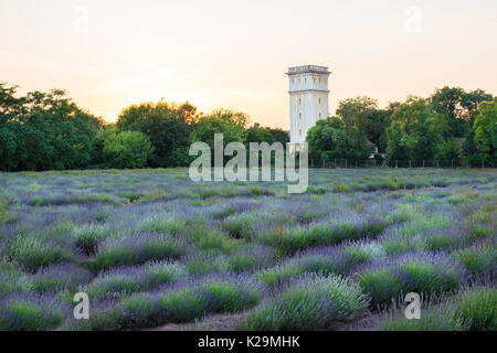 Lavendelfeld in der Esterhazy schloss Garten, Fertod Stockfoto