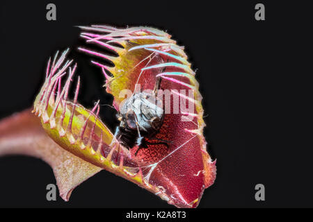 Gestapelte Makro der Venusfliegenfalle (Dionaea muscipula) mit bleibt der erfassten verdaut Fliegen Stockfoto