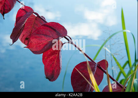 Red leaves against the sky. Stockfoto