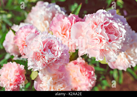 Eine reiche Reihe von rosa Pfingstrosen Blumen Stockfoto