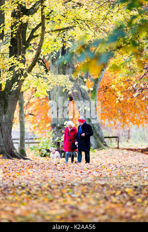 Ältere Paare sind zu Fuß durch die Wälder im Herbst mit ihrem Haustier Hund. Stockfoto