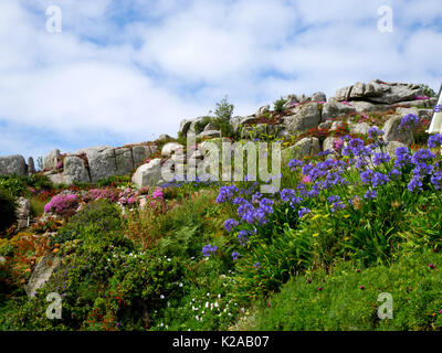 Blumen in voller Blüte auf dem Felsvorsprung von Carn Thomas, Hugh Town, St Mary's, Isles of Scilly. Stockfoto