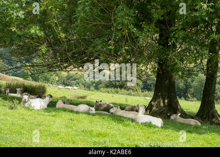 Schafe ruhen im Schatten eines Baumes an einem heissen Sommertag, Alfreton, Derbyshire, England, Großbritannien Stockfoto