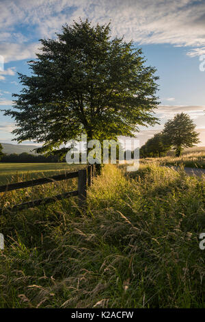 Nahaufnahme einer einzelnen sonnenbeschienenen Baum auf einer einsamen, malerischen, country lane mit anderen Bäumen verschwinden in der Ferne - North Yorkshire, England, UK. Stockfoto