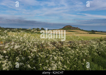 Blick auf markante Felsvorsprung von Almscliffe Crag unter blauem Himmel & über bunte Felder & Kuh Petersilie - North Yorkshire, England, UK. Stockfoto