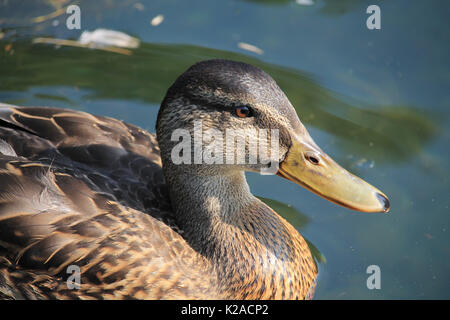 Ente Paddeln in Wasser Stockfoto