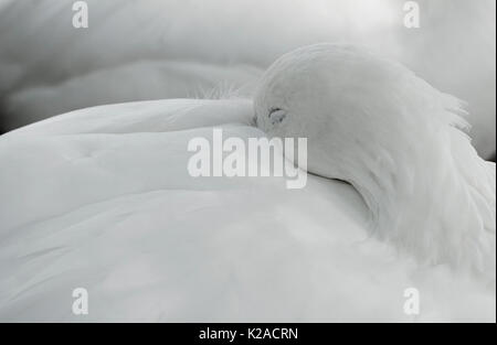 Nahaufnahme der weißen Ross goose schlafen Stockfoto