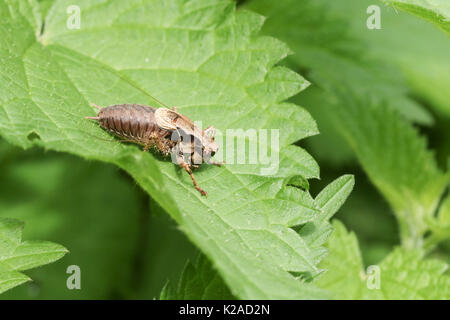 Eine dunkle Bush Cricket (Pholidoptera griseoaptera) auf einem Blatt thront. Stockfoto