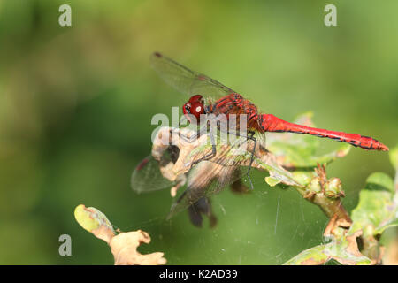 Ein ruddy Darter Dragonfly (Sympetrum sanguineum) auf einer Anlage thront. Stockfoto