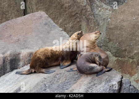 Nördlichen (Steller) Seelöwen Stockfoto