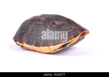 Chinese box Turtle, Cuora flavomarginata flavomarginata Stockfoto