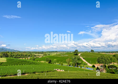 CHIANG RAI, THAILAND - OCT. 26 2016: wunderschöne natürliche Landschaft von Himmel und grünen Tee auf einem Hügel bei Choui Fong Tee Plantage berühmten Touristenattraktion Stockfoto