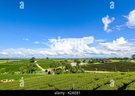 CHIANG RAI, THAILAND - OCT. 26 2016: wunderschöne natürliche Landschaft von Himmel und grünen Tee auf einem Hügel bei Choui Fong Tee Plantage berühmten Touristenattraktion Stockfoto