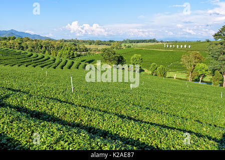 CHIANG RAI, THAILAND - OCT. 26 2016: wunderschöne natürliche Landschaft von Himmel und grünen Tee auf einem Hügel bei Choui Fong Tee Plantage berühmten Touristenattraktion Stockfoto