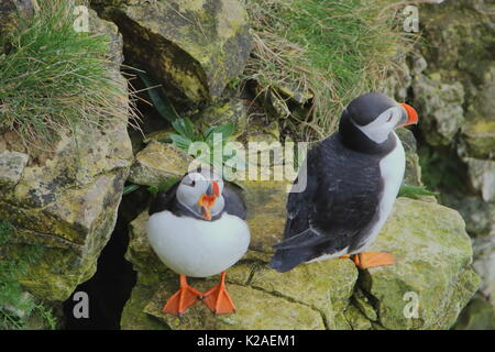 Offene Rechnung Puffin, fratercula Arctica, mit Gehilfen auf Bempton Cliffs, Großbritannien Stockfoto