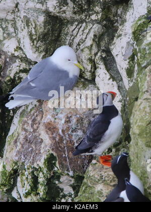 Dreizehenmöwe, Papageientaucher und Tordalken auf einem Felsvorsprung an der RSPB Bempton Cliffs, Großbritannien Stockfoto