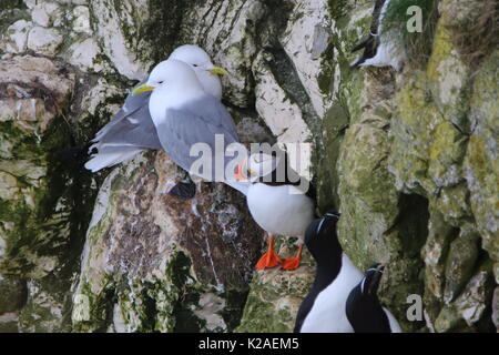 Dreizehenmöwe, Papageientaucher und Tordalken auf einem Felsvorsprung an der RSPB Bempton Cliffs, Großbritannien Stockfoto