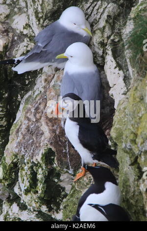 Dreizehenmöwe, Papageientaucher und Tordalken auf einem Felsvorsprung an der RSPB Bempton Cliffs, Großbritannien Stockfoto