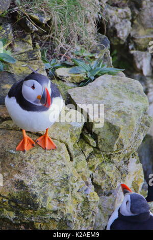 Puffin, Fratercula arctica, auf Klippen bei RSPB Bempton Cliffs, Großbritannien Stockfoto