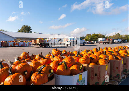 Kürbisse, geladen auf LKW bereit für die Abreise von LEOLA Markt produzieren, LANCASTER PENNSYLVANIA Stockfoto