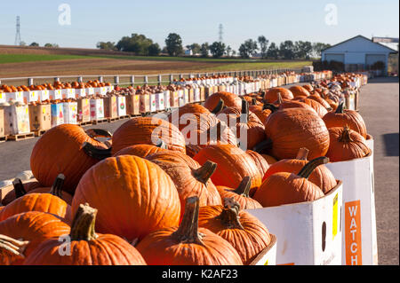 Lange Reihen von BOXED KÜRBISSE BEREIT FÜR BIETEN AN LEOLA Markt produzieren, LANCASTER PENNSYLVANIA Stockfoto