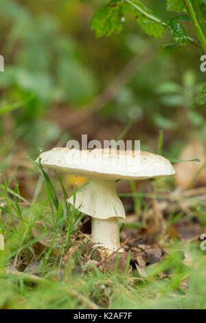 Falsche deathcap, falsche Tod Kappe, Amanita citrina, Sussex, UK. August Stockfoto