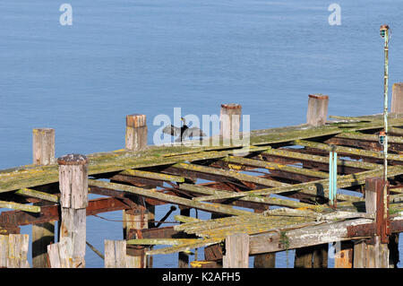 Einem klapprigen alten baufälligen Steg oder Pier in das Meer stürzen Industriebrachen mit Brettern fehlende Faule mit einem Kormoran Trocknung ist Flügel ausbreiten. Stockfoto