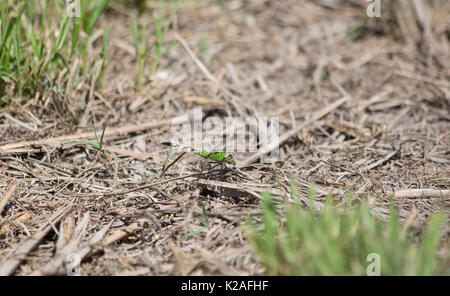 Östlichen pondhawk Dragonfly thront auf dem Boden Stockfoto