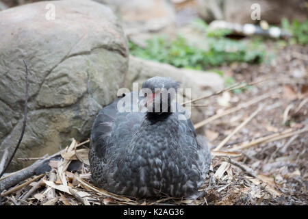 Crested Screamer, einem südlichen Screamer (Chauna torquata) Nesting Stockfoto