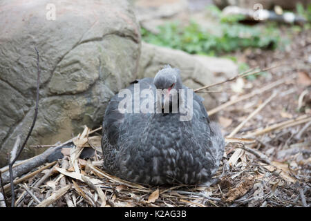 Crested Screamer, einem südlichen Screamer (Chauna torquata) Nesting Stockfoto