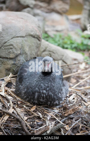Crested Screamer, einem südlichen Screamer (Chauna torquata) Nesting Stockfoto